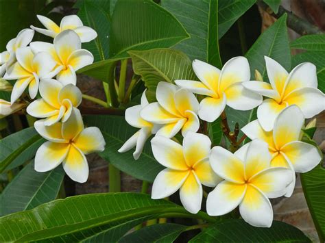 LA FLEUR PLUMERIA .